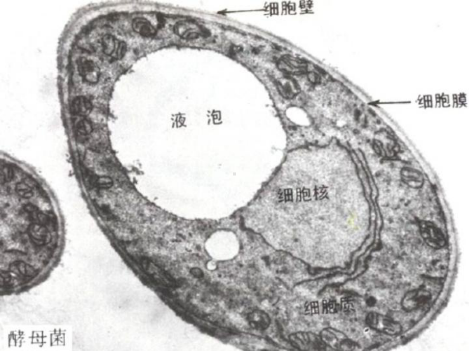 《酵母菌和霉菌》课件2.ppt_第3页