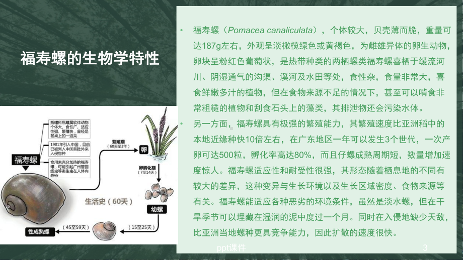 福寿螺与生态入侵课件.ppt_第3页