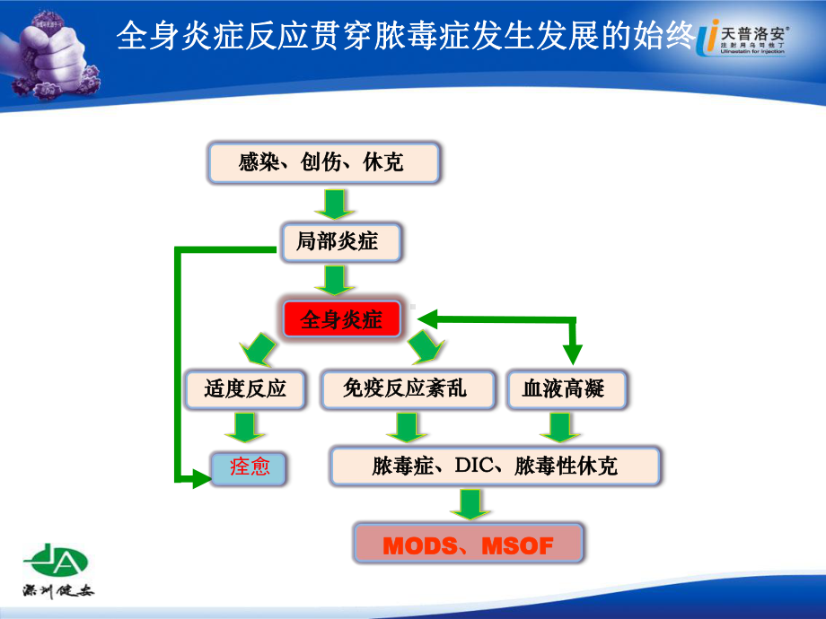 注射用乌司他丁课件.ppt_第3页