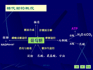 糖的有氧氧化课件.ppt