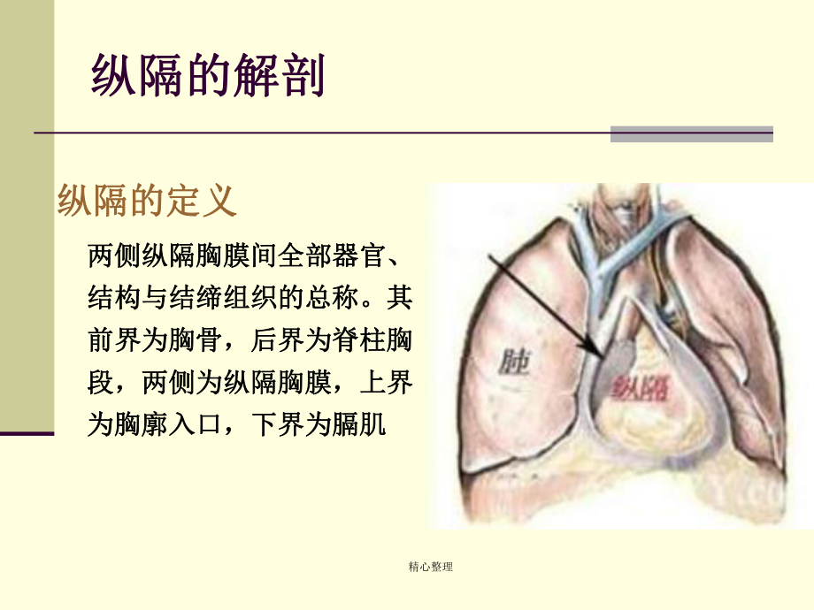 纵膈肿瘤演讲稿课件.ppt_第3页