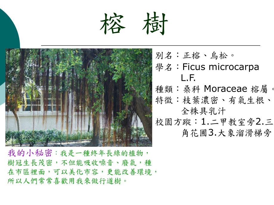 认识校园常见植物课件.ppt_第3页