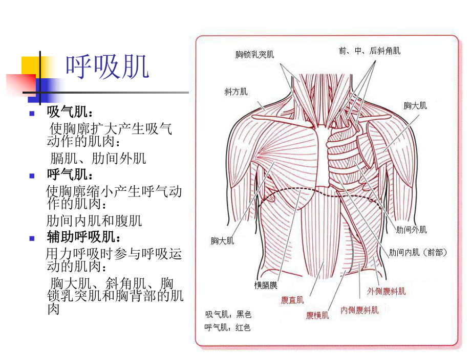 呼吸训练讲课课件.ppt_第3页