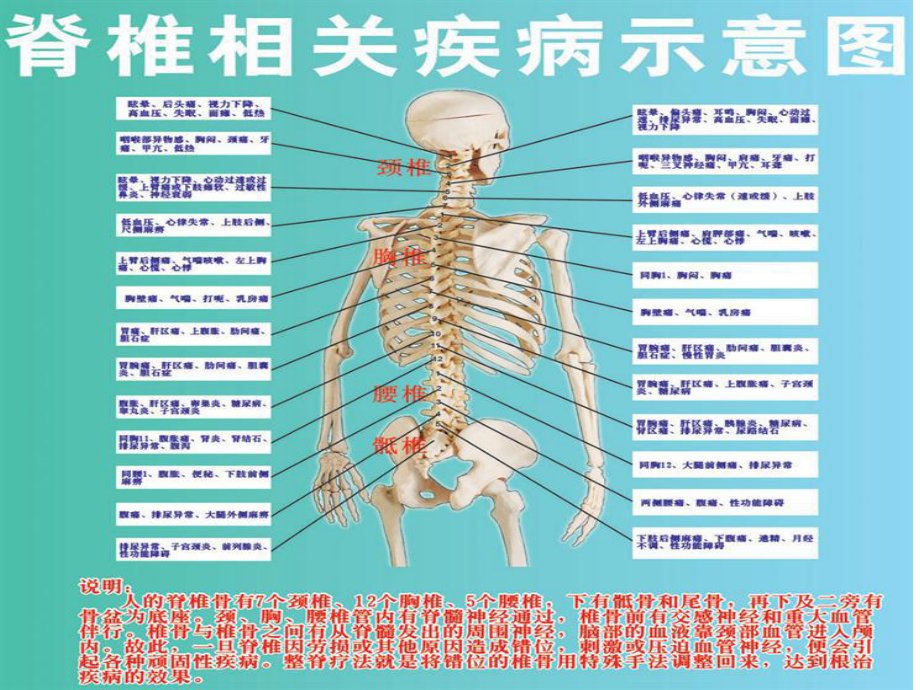 脊椎病的预防和保健课件.ppt_第2页