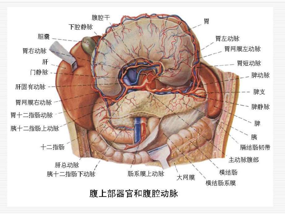 最新胃周淋巴结分组及分期课件.ppt_第3页