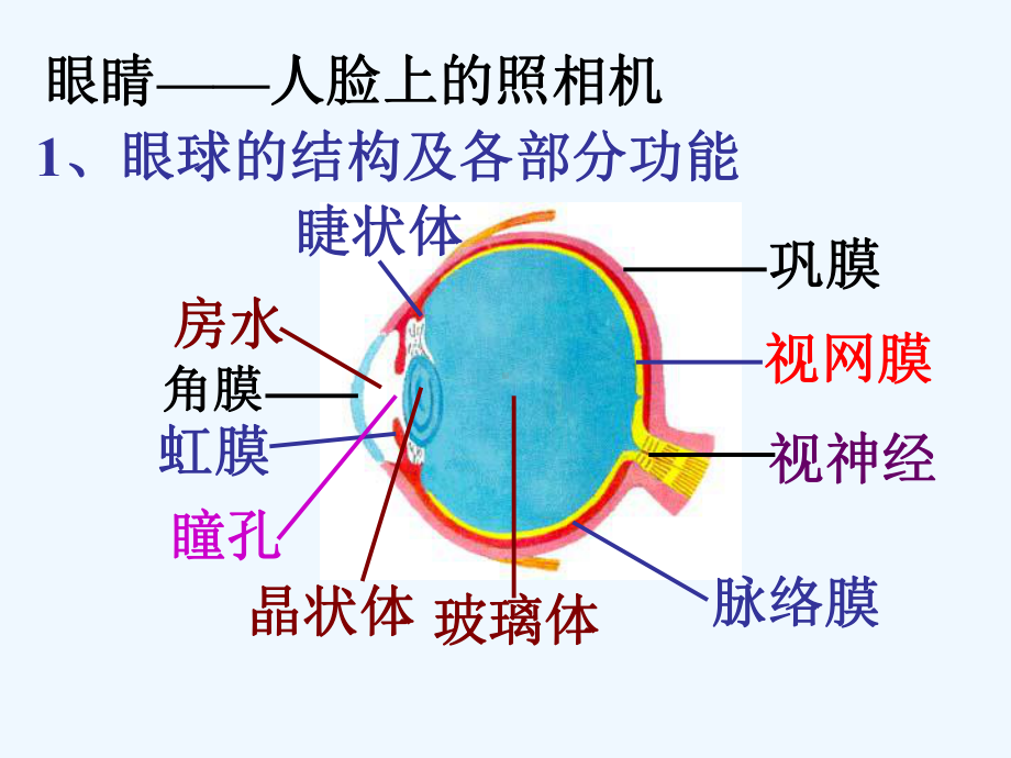 透镜和视觉课件1.ppt_第2页