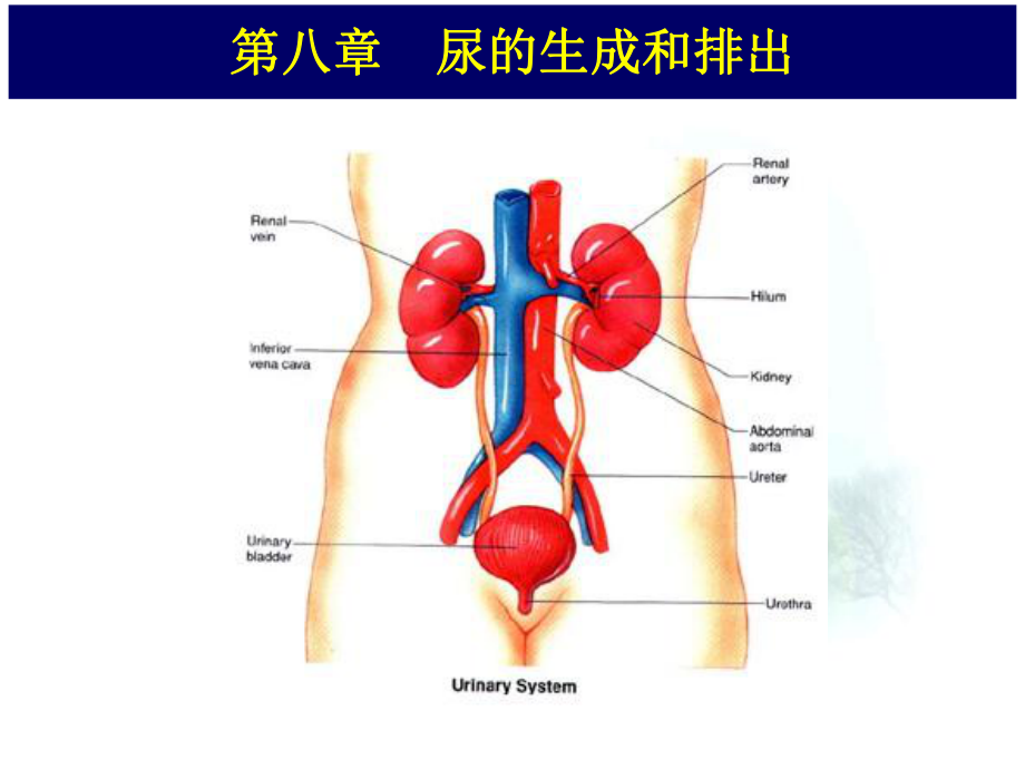 生理学&尿生成课件.pptx_第1页