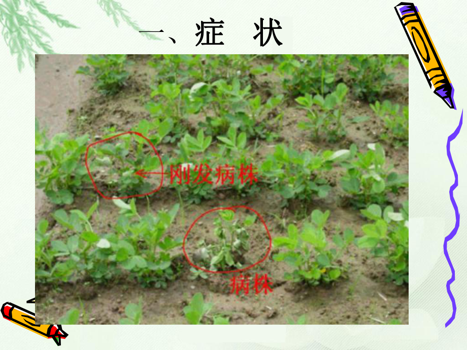 花生病害防治课件.ppt_第3页