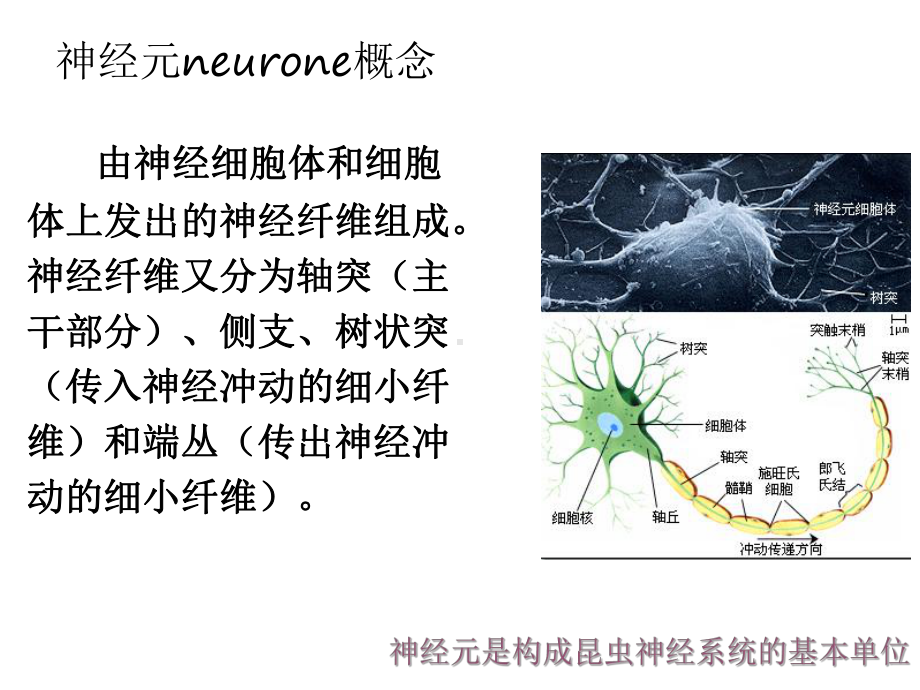 第七章—昆虫的神经系统与感觉器官课件.ppt_第3页