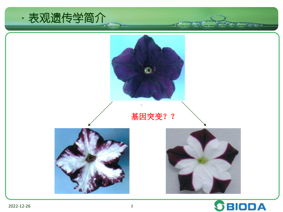 表观遗传学简介课件.ppt_第2页