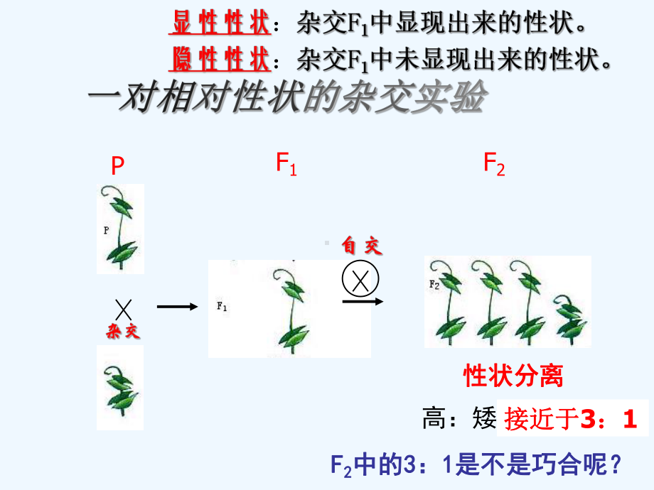 基因的分离定律L1课件.ppt_第3页