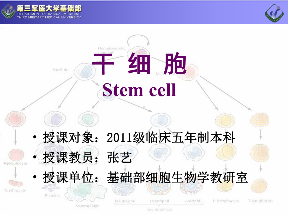 大学课件：13干细胞.ppt_第1页