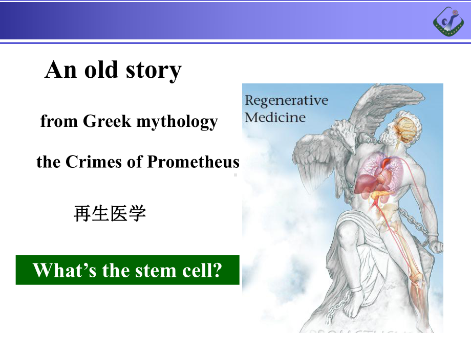 大学课件：13干细胞.ppt_第2页