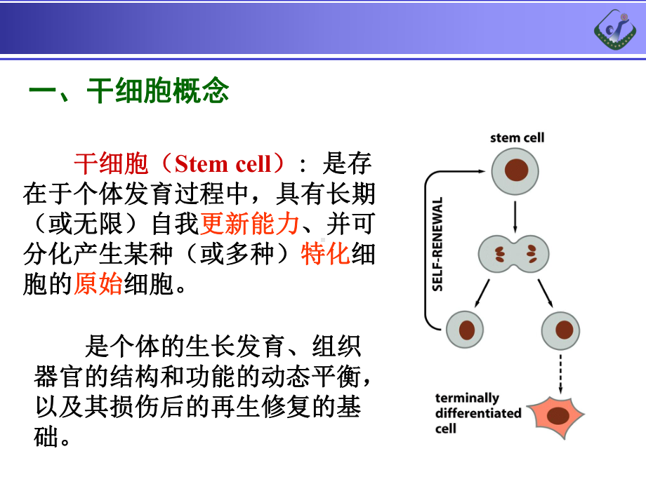 大学课件：13干细胞.ppt_第3页