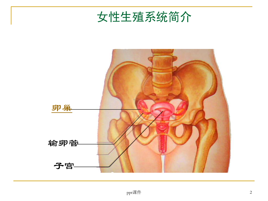 女性生殖健康专题课件.ppt_第2页