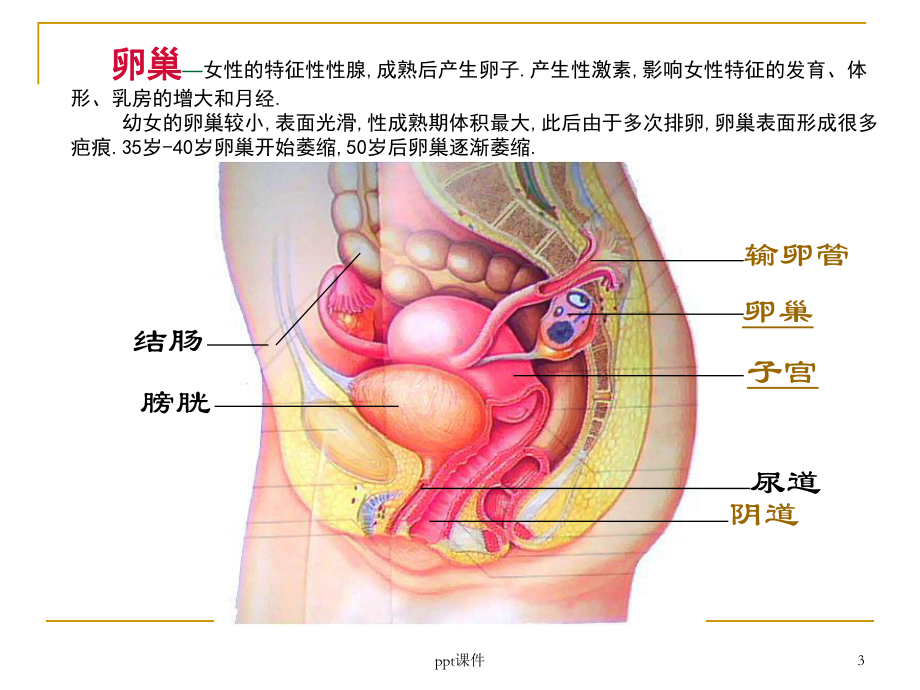 女性生殖健康专题课件.ppt_第3页