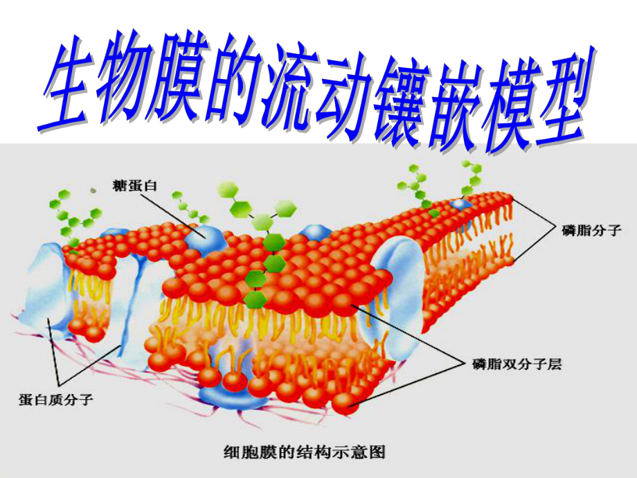 流动镶嵌模型课件.pptx_第1页