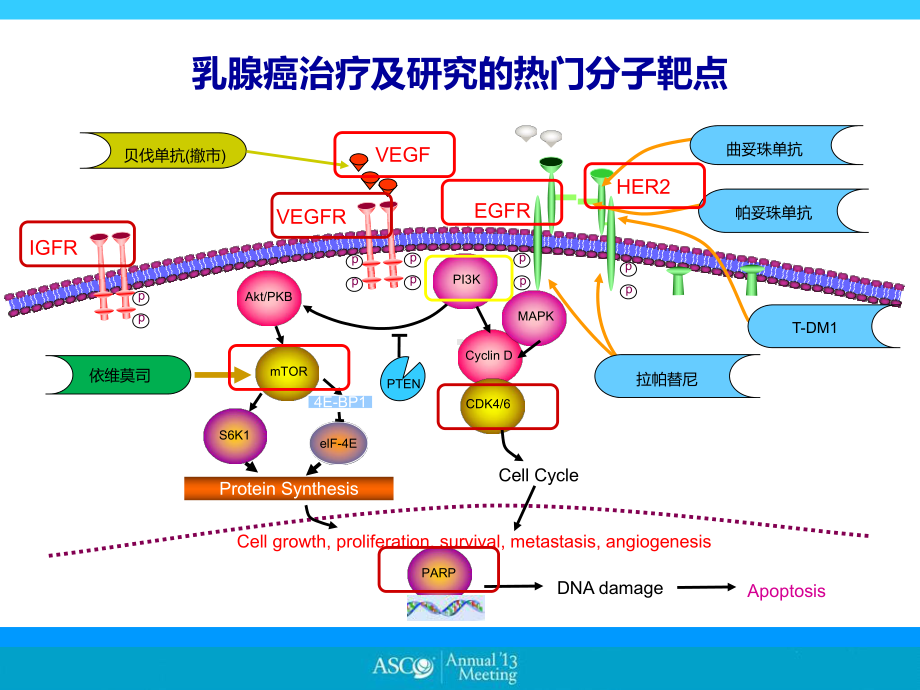 乳腺癌靶向治疗新进展课件.ppt_第3页