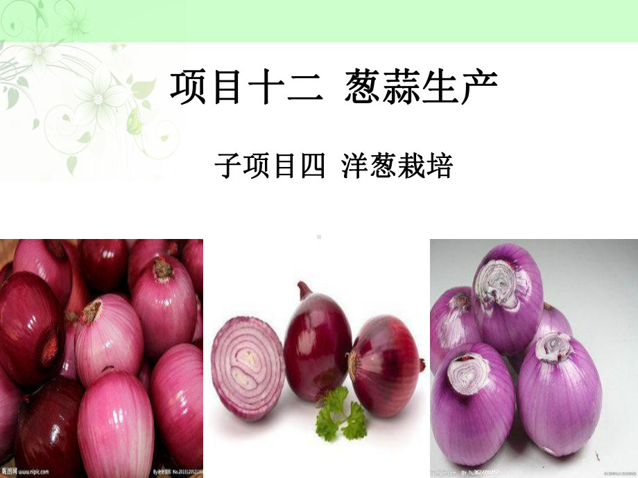 蔬菜生产技术284洋葱栽培课件.ppt_第1页