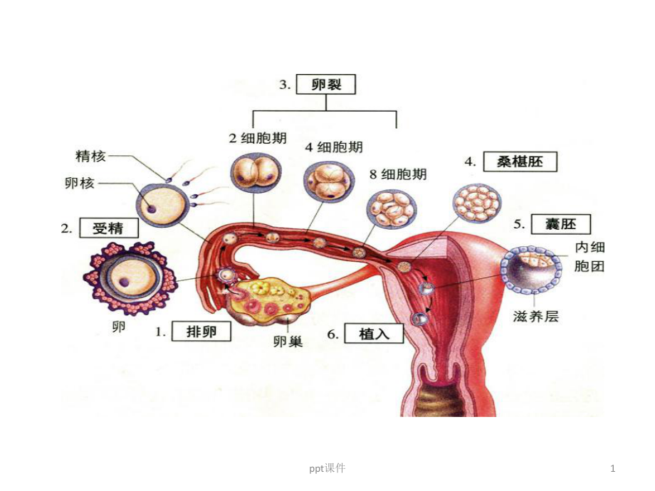 有丝分裂复习(公开课)课件.ppt_第1页