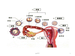 有丝分裂复习(公开课)课件.ppt