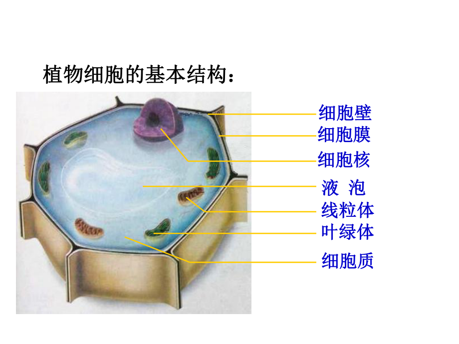 初中生物图片课件.ppt_第2页