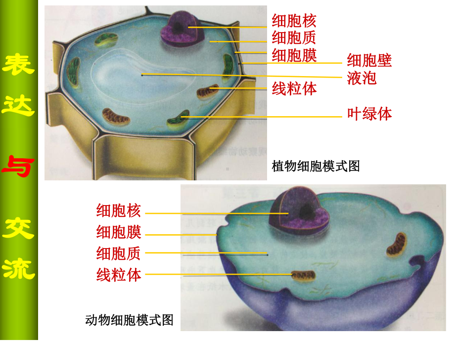 初中生物图片课件.ppt_第3页