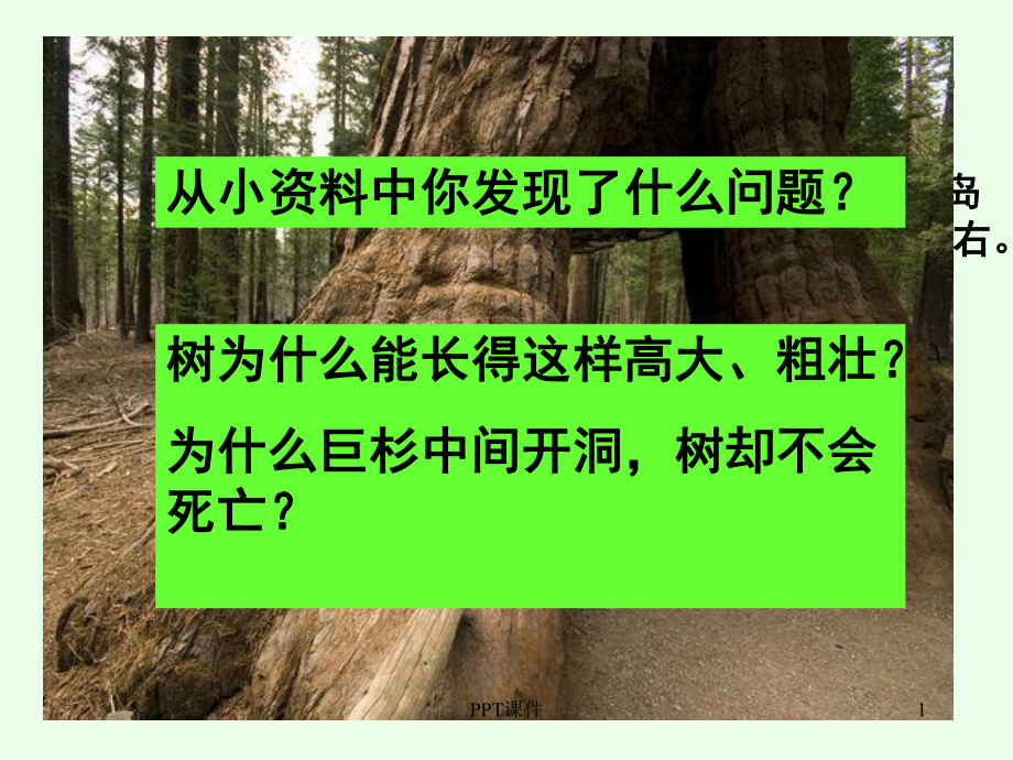 植物茎的输导功能（苏教版）课件.ppt_第1页