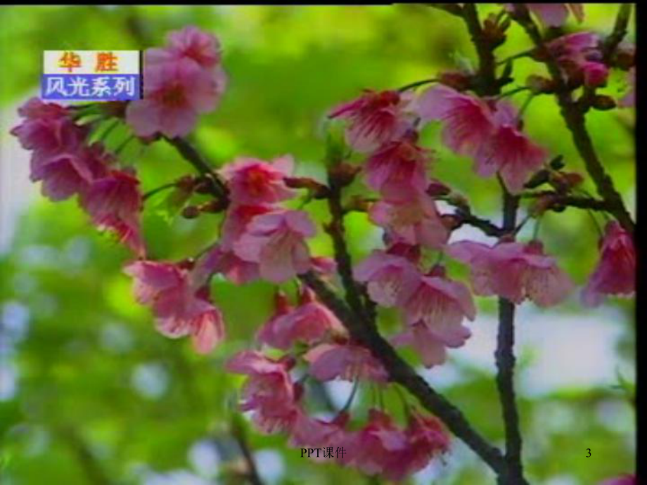 植物茎的输导功能（苏教版）课件.ppt_第3页