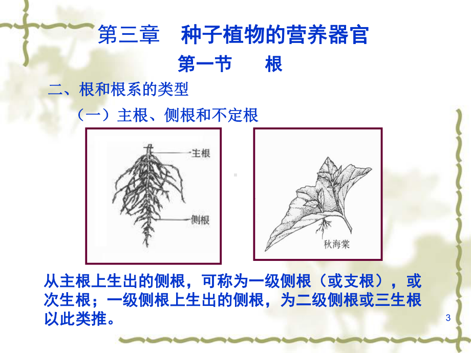 植物的根茎叶参考资料课件.ppt_第3页