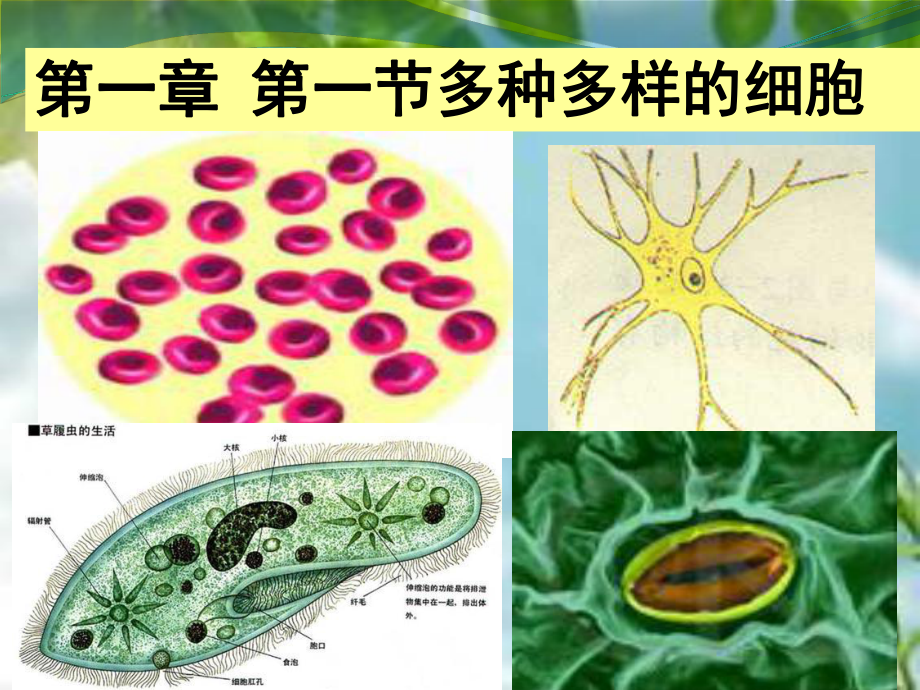 北师大版高中生物必修1第1章第1节多种多样的细胞课件.pptx_第1页