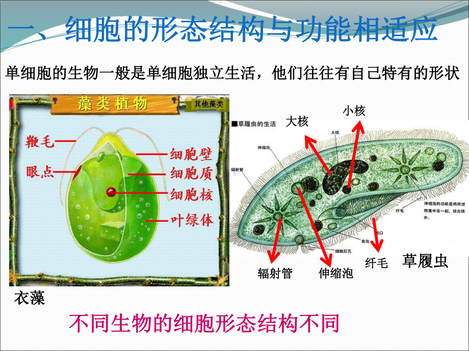 北师大版高中生物必修1第1章第1节多种多样的细胞课件.pptx_第2页