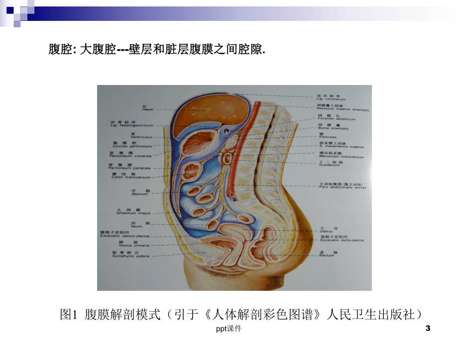 急性化脓性腹膜炎《外科学》课件.ppt_第3页