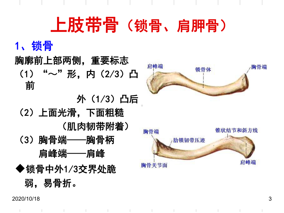 正常人体解剖学课件-四肢骨骼优选课件.ppt_第3页