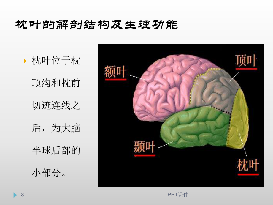 大脑枕叶课件.ppt_第3页