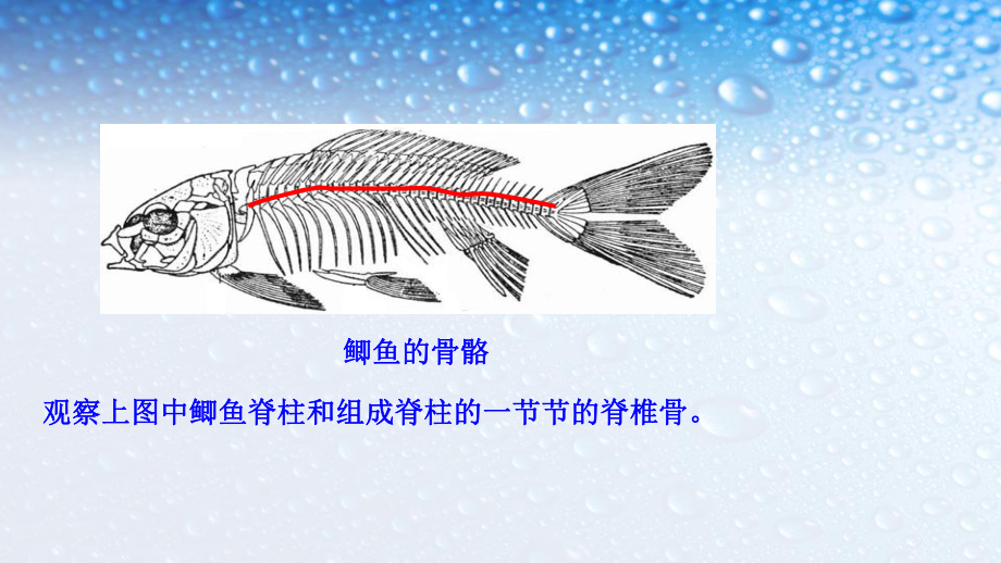 八年级生物上册第四课鱼课件(人教版).ppt_第3页