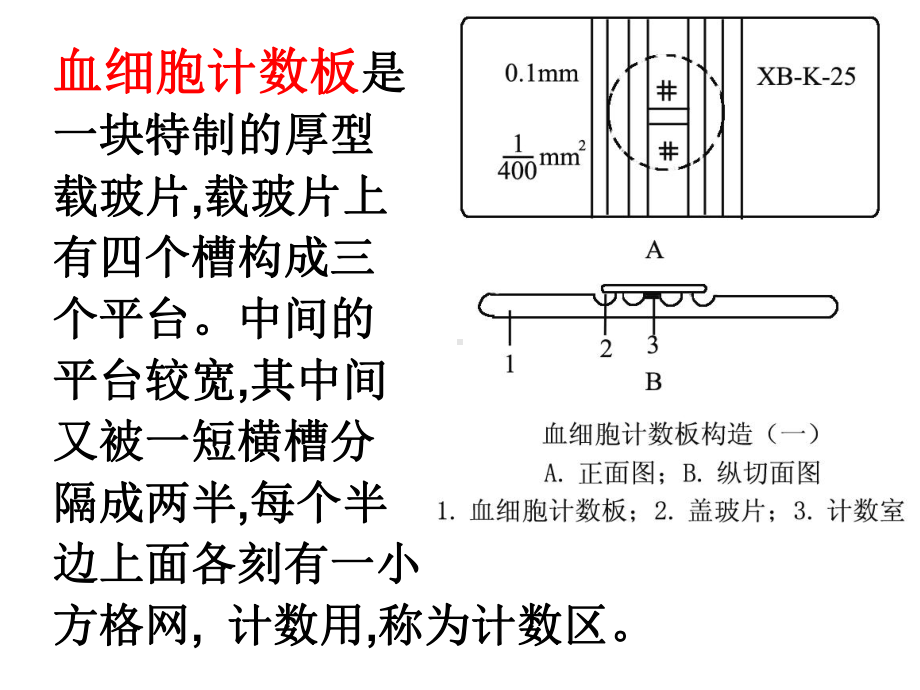 血细胞计数板课件.ppt_第2页