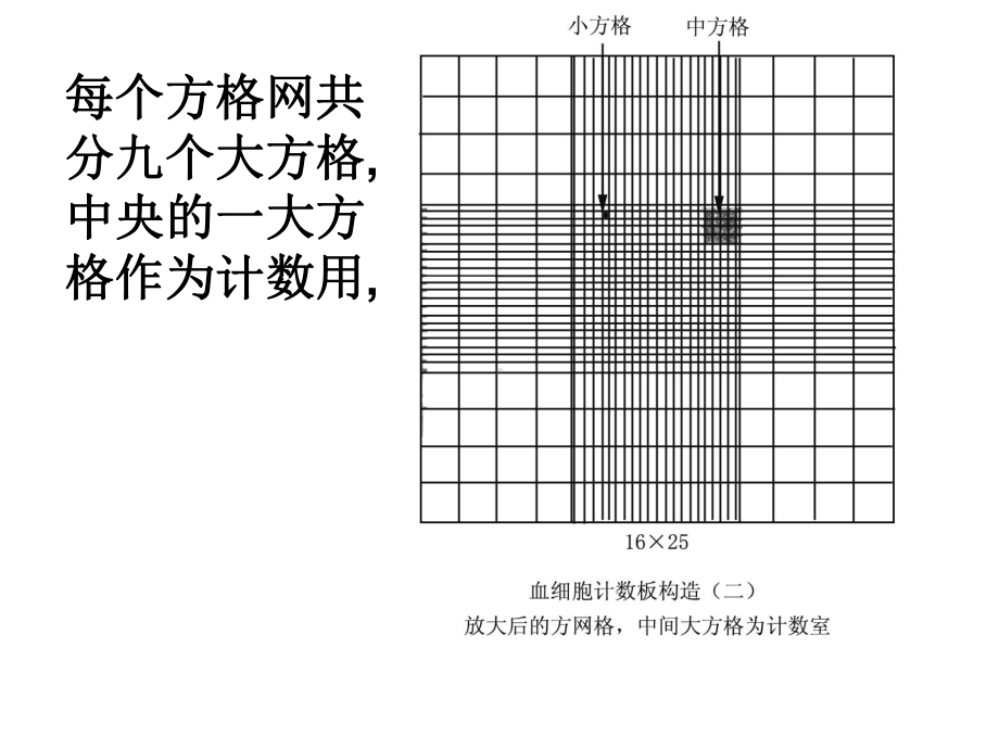 血细胞计数板课件.ppt_第3页