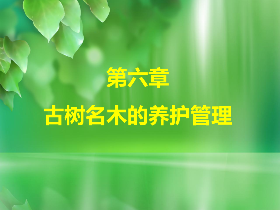 第六章-古树名木的养护管理课件.ppt_第1页