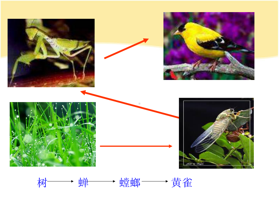 食物链和食物网食物链和食物网课件.ppt_第3页