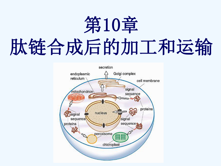 肽链合成后的加工和运输课件.ppt_第1页