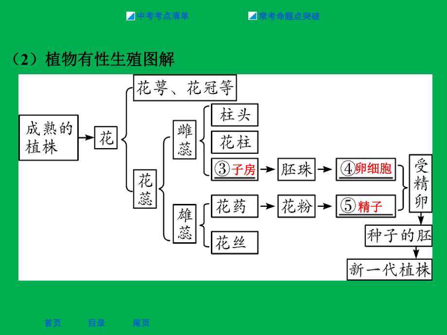 第一章-生物的生殖和发育课件.ppt_第3页