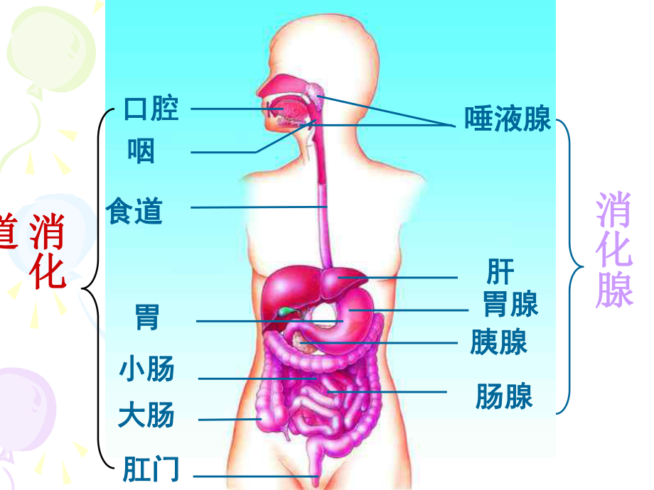 小肠壁上有肠腺课件.ppt_第2页