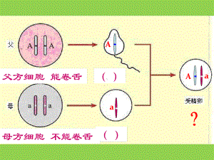 人教版八年级下册生物第七单元第二章第三节基因的显性和隐性共课件.ppt