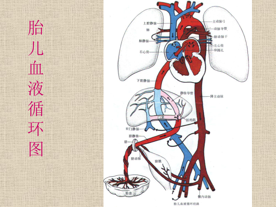 胎儿循环图解课件.ppt_第2页