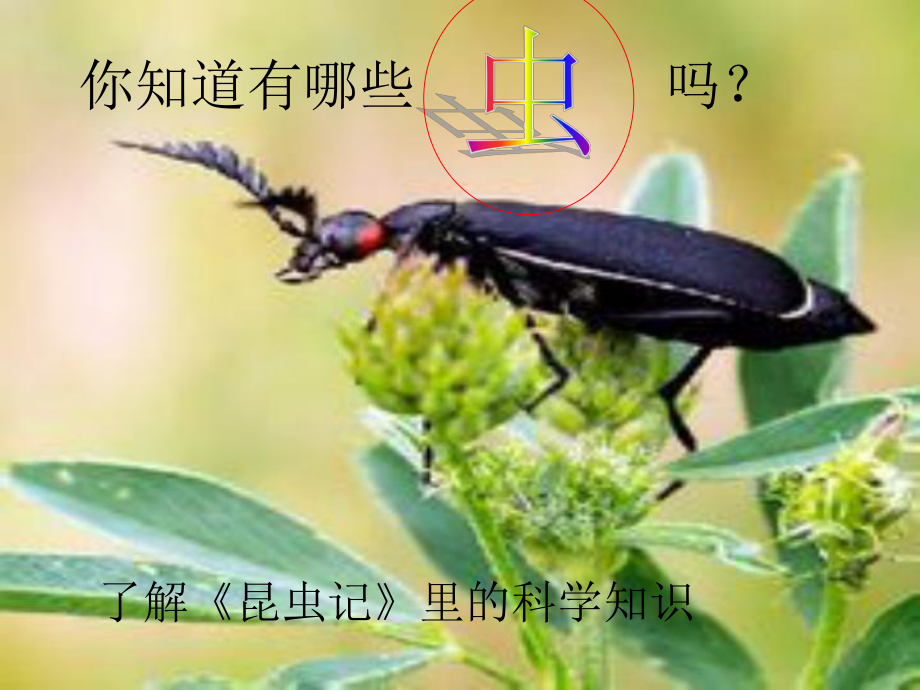 新人教版(部编)八年级语文上册《五单元-名著导读-《昆虫记》：科普作品的阅读》优质课课件-4.ppt_第3页