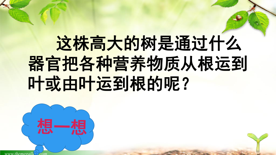 初中生物七年级上册《第四节植物茎的输导功能》课件.ppt_第3页