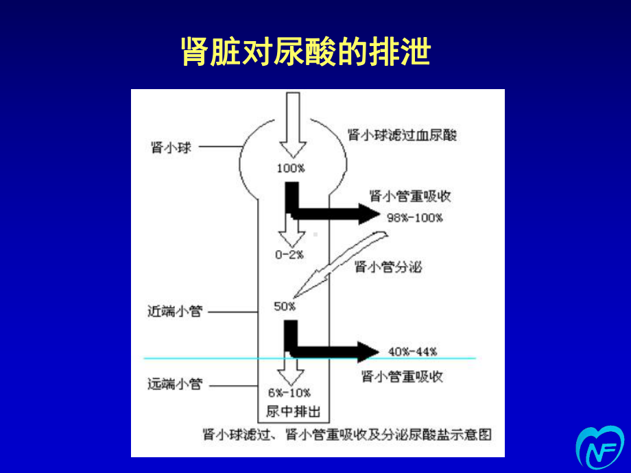 医学课件：42高尿酸血症+痛风+脂代谢异常.ppt_第3页