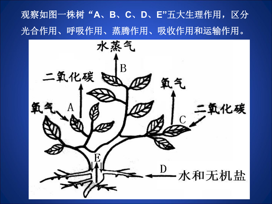 北师大版生物七年级上册《光合作用》课件.ppt_第2页