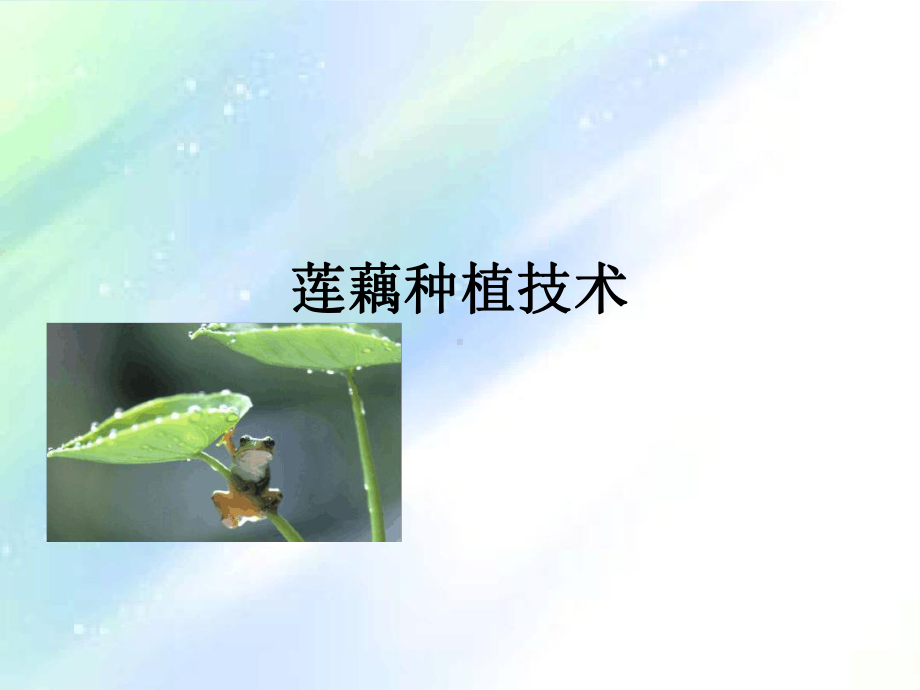 莲藕种植技术课件.ppt_第1页